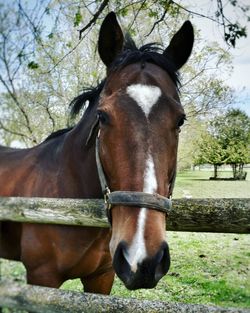 Close-up of horse in ranch