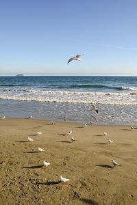 Seagulls flying over beach against clear sky