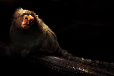 Close-up portrait of monkey