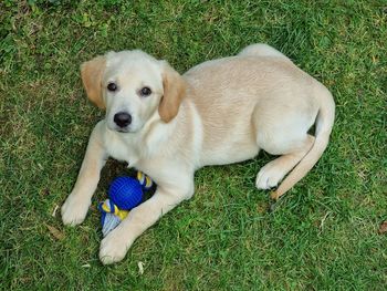 High angle view of a dog on field