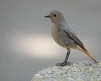 Close-up of bird perching