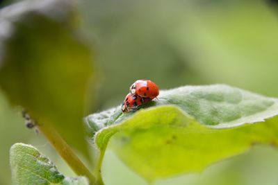 Ladybug on leaf