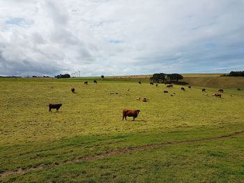 Flock of sheep in a field