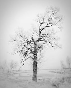 Bare tree on snow covered land