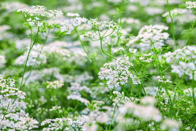 Close-up of white flowering plants