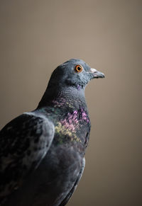 Pigeon looking to the right