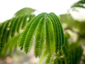 Close-up of green leaves