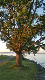 Tree in autumn