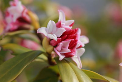 Close-up of pink flower