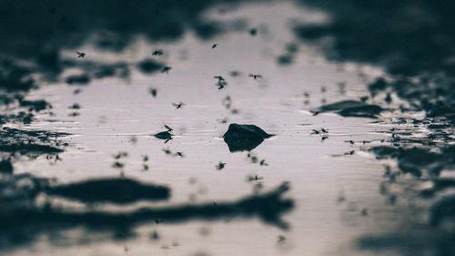 Insects flying over lake