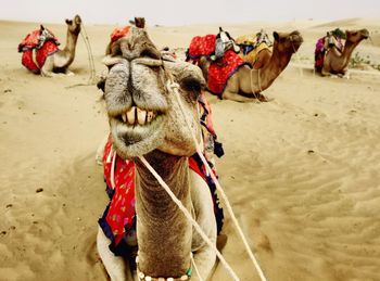 Laughing camel in thar desert jaisalmer india