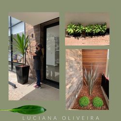plant