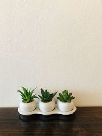 Close-up of potted plant on table against wall