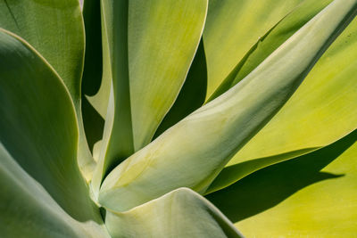 Full frame shot of succulent plant