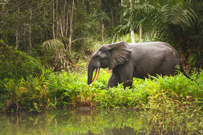 African forest elephant loxodonta in loango nationa park, gabon, africa