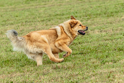 Tibetan mastiff dog running in and chasing coursing lure on field