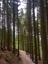 View of trees in forest