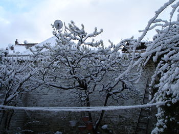 Snow covered trees