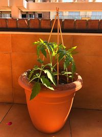 Close-up of potted plant against wall