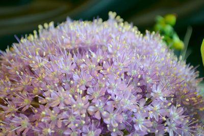 Close-up of purple flowers blooming outdoors