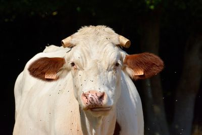 Portrait of cow with flies on mouth