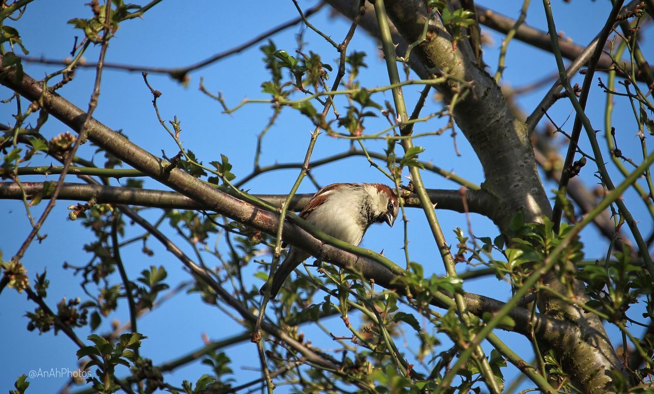 tree, branch, low angle view, bird, one animal, sky, no people, animal wildlife, nature, animals in the wild, perching, animal themes, day, outdoors