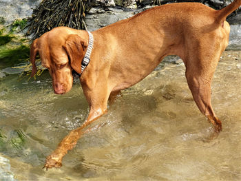 Dog standing in water