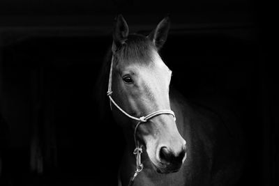 Close-up of horse in stable