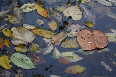 High angle view of maple leaf floating on water