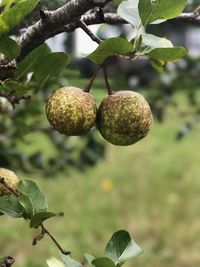 Close-up of fruits growing on tree