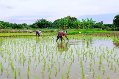 Farmers working on field against sky