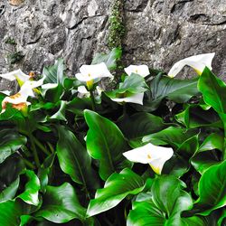 Close-up of white flowering plant