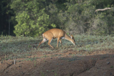 Side view of horse standing on field