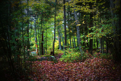 Trees growing in forest during autumn