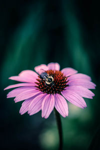 High angle view of bee pollinating on eastern purple coneflower outdoors