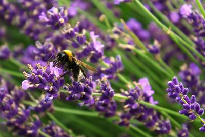 Close-up of bee pollinating on purple flower