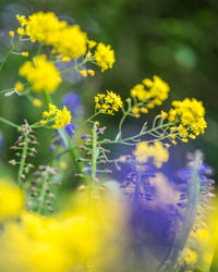 Close-up of yellow flowering plant on field