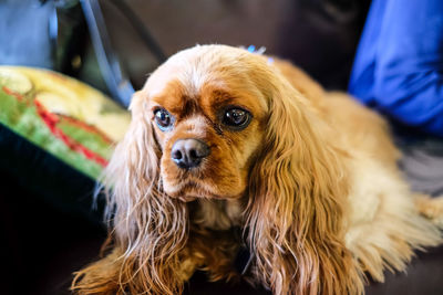 Close-up portrait of dog sitting on sofa