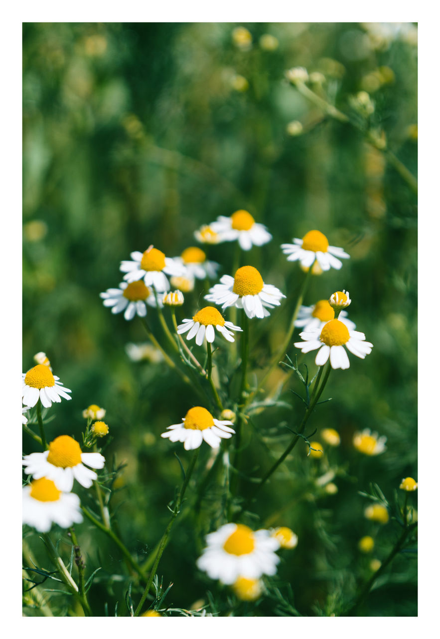 flower, flowering plant, plant, freshness, beauty in nature, nature, fragility, yellow, flower head, close-up, petal, growth, no people, inflorescence, springtime, meadow, tanacetum parthenium, outdoors, green, daisy, summer, focus on foreground, grass, wildflower, blossom, white, botany, day, herb, plain, multi colored, plant part, leaf, daffodil, selective focus, flowerbed