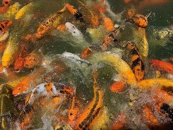 High angle view of koi carps swimming in lake