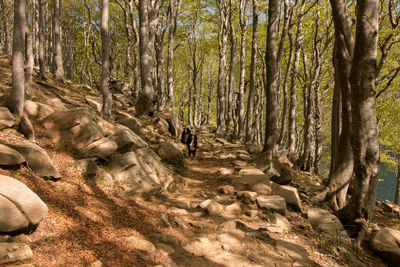 Trees in forest