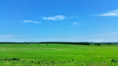 Scenic view of agricultural field against blue sky