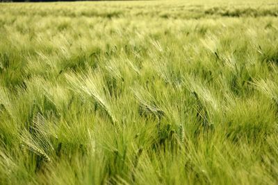 Close-up of wheat field