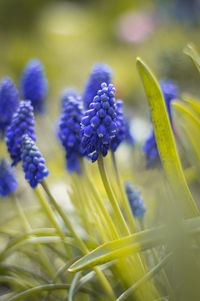 Close-up of purple crocus flowers