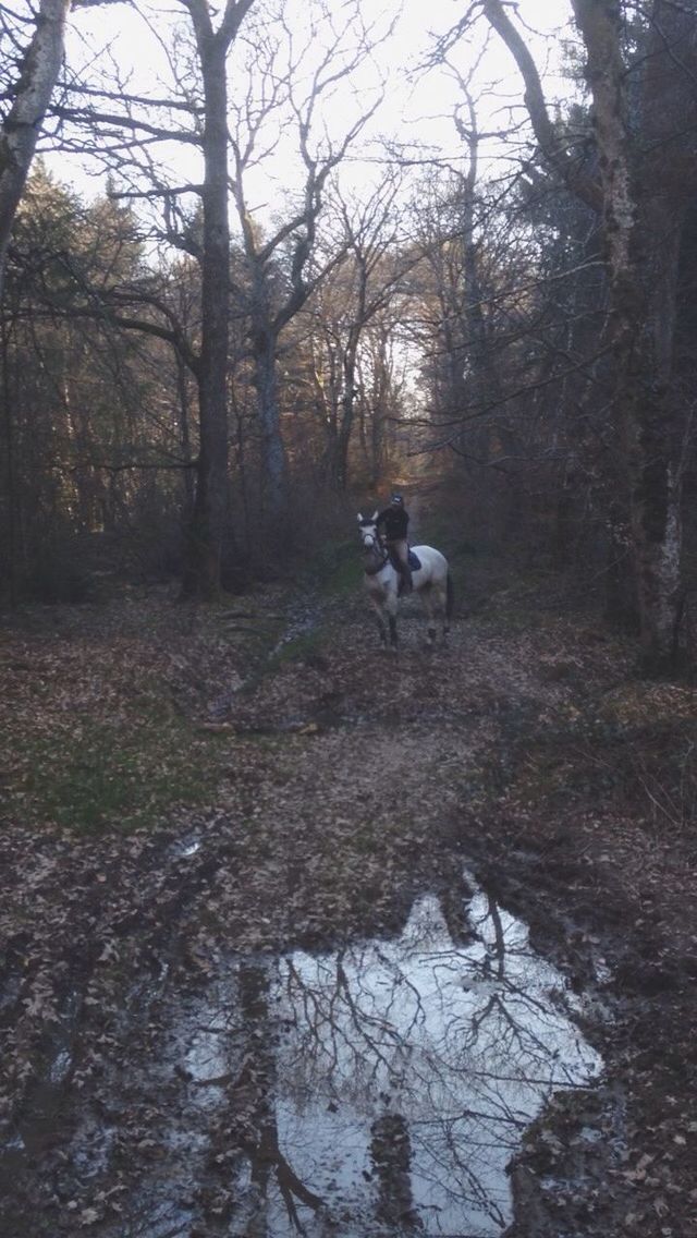 tree, leisure activity, lifestyles, forest, men, dog, domestic animals, animal themes, nature, mammal, pets, full length, tranquility, togetherness, person, walking, water