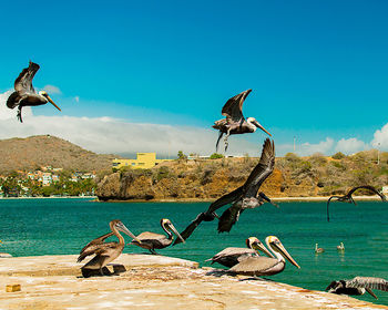 Seagulls flying over sea against sky