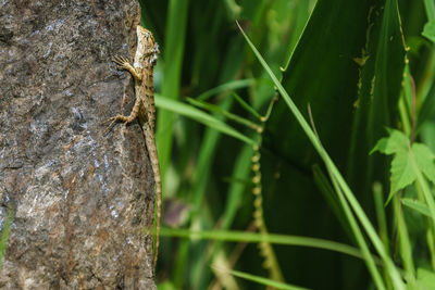 Close-up of lizard on tree trunk