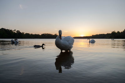 Swans swimming in lake at sunset