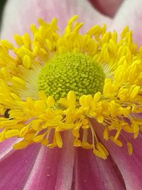 Close-up of yellow chrysanthemum