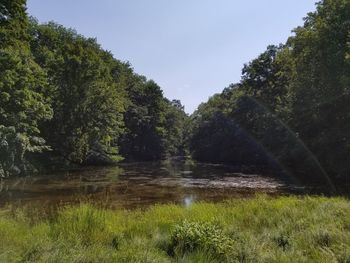 Scenic view of lake against trees in forest